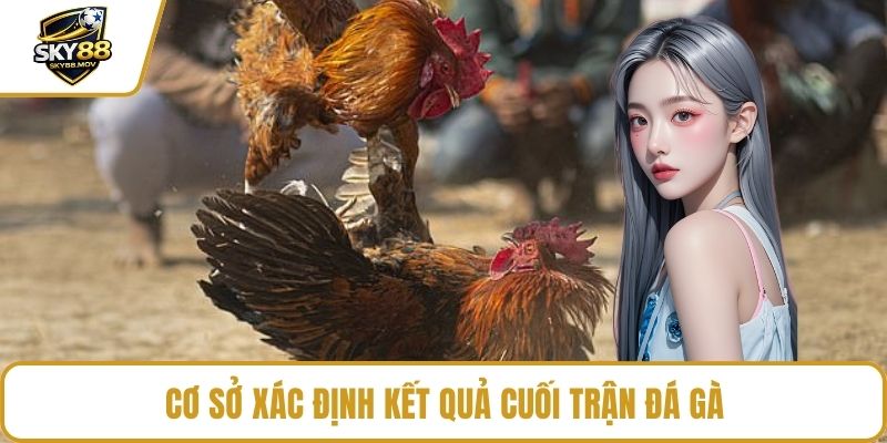Cơ sở xác định kết quả cuối trận đá gà