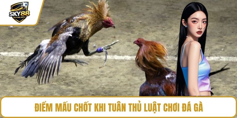 Điểm mấu chốt khi tuân thủ luật chơi đá gà