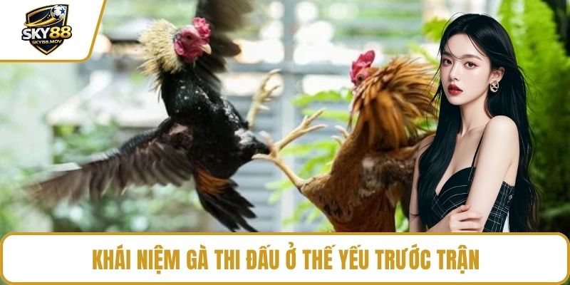 Khái niệm gà thi đấu ở thế yếu trước trận