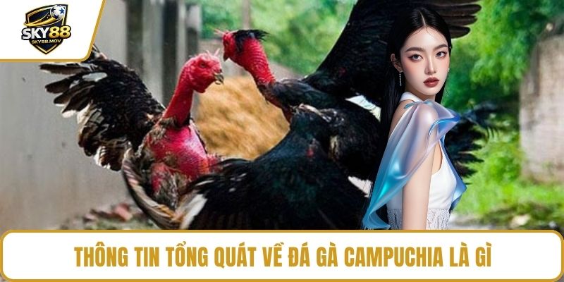 Thông tin tổng quát về đá gà campuchia là gì